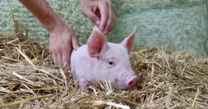 A piglet newborn standing on a straw in the farm. concept of biological , animal health , friendship , love of nature . vegan and vegetarian style . respect for animals.