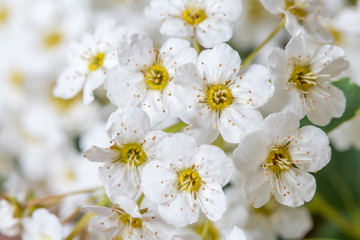 Fototapeta na wymiar Beautiful white flowers on a tree close up