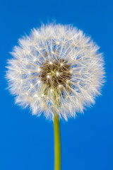 White dandelion flower isolated on blue background