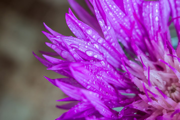 Beautiful purple flower with water drops on petals on blurred background