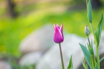Beautiful spring tulips blooming