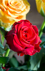Beautiful red and yellow roses close up