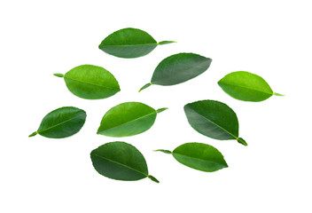Fototapeta na wymiar Lemon leaf isolated on white background