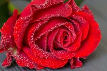 One red rose bud macro with water drops on petals