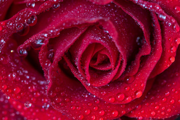 Water drops on red rose bud close up