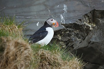 Puffin on a cliff