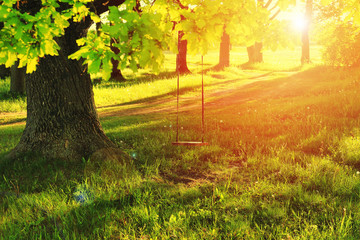 A swing on a tree in a village in the summer