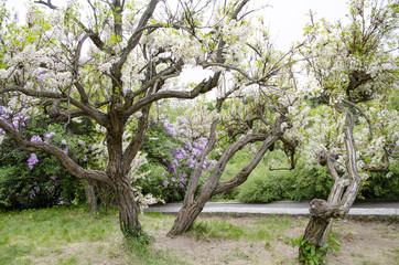 Flowering branch of lilac
