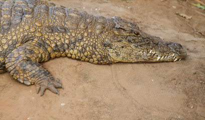 crocodile