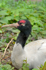  Black-necked crane (Grus nigricollis). Portrait