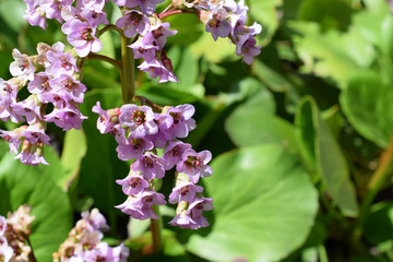 Flowers of Bergenia crassifolia, also known as Korean elephant-ear, badan, Siberian or Mongolian tea, leather or heartleaf bergenia and elephant's ears.