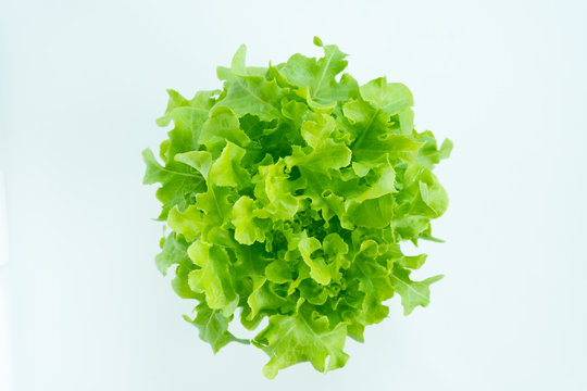 green leaf lettuce for salad on isolated white background