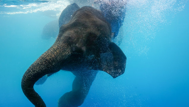 Swimming Elephant Underwater. African elephant in swimming pool