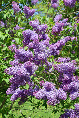 Syringa vulgaris flowers, vertical image.