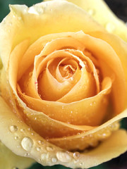 dewy yellow rose