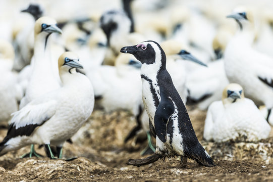 African Penguin walking past nesting Cape Gannets