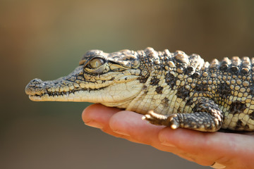 baby croc