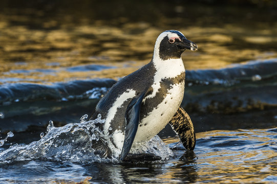 African Penguin coming ashore at dusk