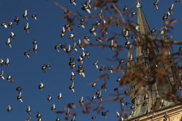 A flock of doves in the sky of Prague