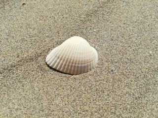 Fototapeta na wymiar Shell on the sand of the beach, macro photo