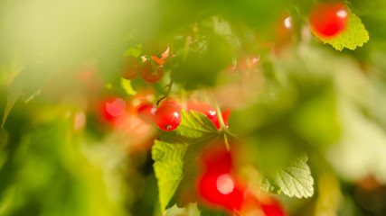 Fresh red currant in the garden ready to be collected