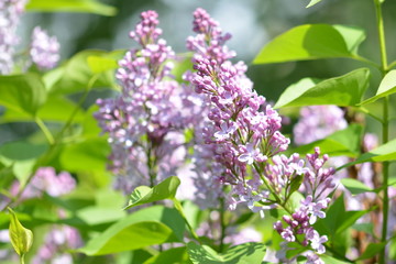 Lilac against the background of green leaves