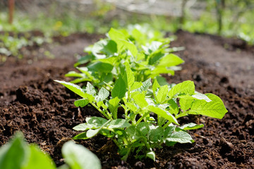 Green potato plant. Leaf of vegetable. Organic food agriculture in garden, field or farm in a row.