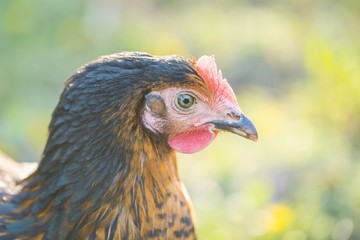 Close up of hen face