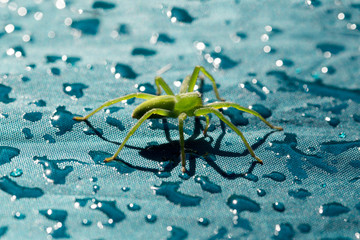 The green huntsman spider (Micrommata virescens) female
