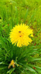 insects on a flowering dandelion close up