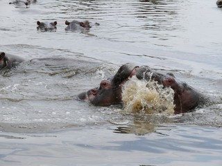 Fototapeta premium Serengeti National Park in Tanzania, Hippo Pool fighting