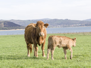 Brown cows on green meadow grass landscapes in Cantabria, Spain