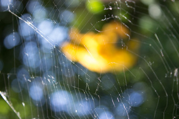 Background with spider net