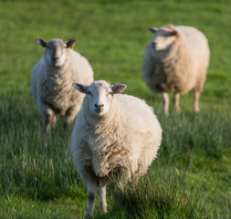 Naklejka na ściany i meble Three fluffy sheep in a grassy field