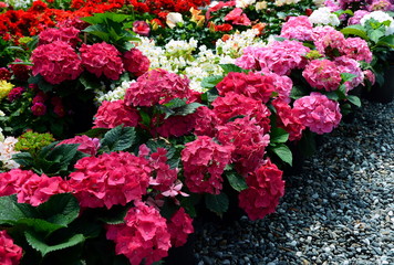 Flower shop. Exhibition of flower seedlings. Turkey.