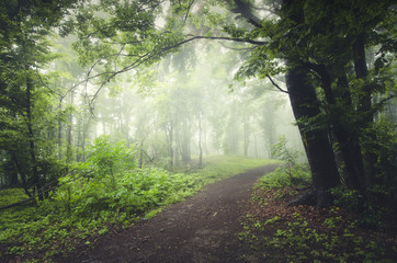 path through natural woods with lush vegetation