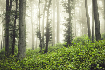 green forest vegetation on misty summer day