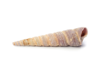 Seashell isolated on white background