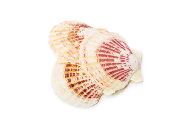 Seashell isolated on white background