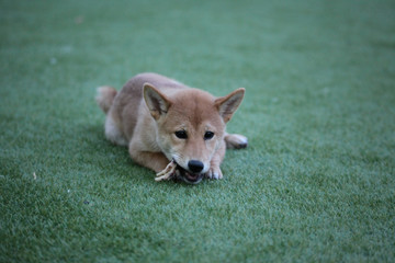 Shiba dog...japan majority

