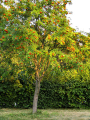 Fototapeta na wymiar Productive tree of rowan. Clusters of orange berries of rowan tree in garden city