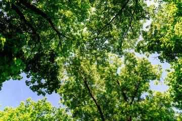 Fototapeta premium Tree Branches And Leaves On Summer Blue Sky