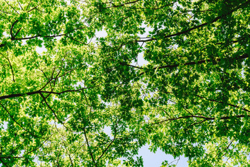 Fototapeta premium Tree Branches And Leaves On Summer Blue Sky
