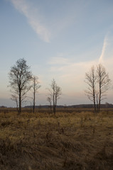 Naked trees and dry grass in the autumn evening meadow