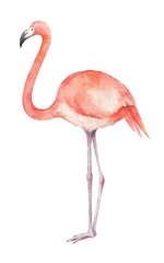 Fotobehang Watercolor of pink flamingos isolated on a white background. © ElenaMedvedeva