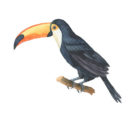 Watercolor of toucan isolated on a white background. © ElenaMedvedeva