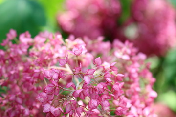 あじさい　ピンクアナベル