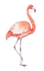 Watercolor of pink flamingos isolated on a white background.