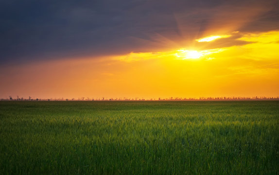 Bright sunset over wheat field. Composition of nature