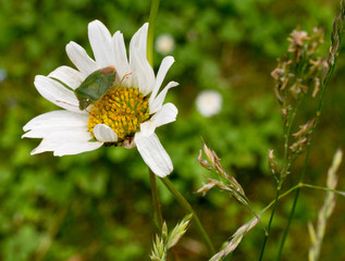Blume mit grüner Wanze